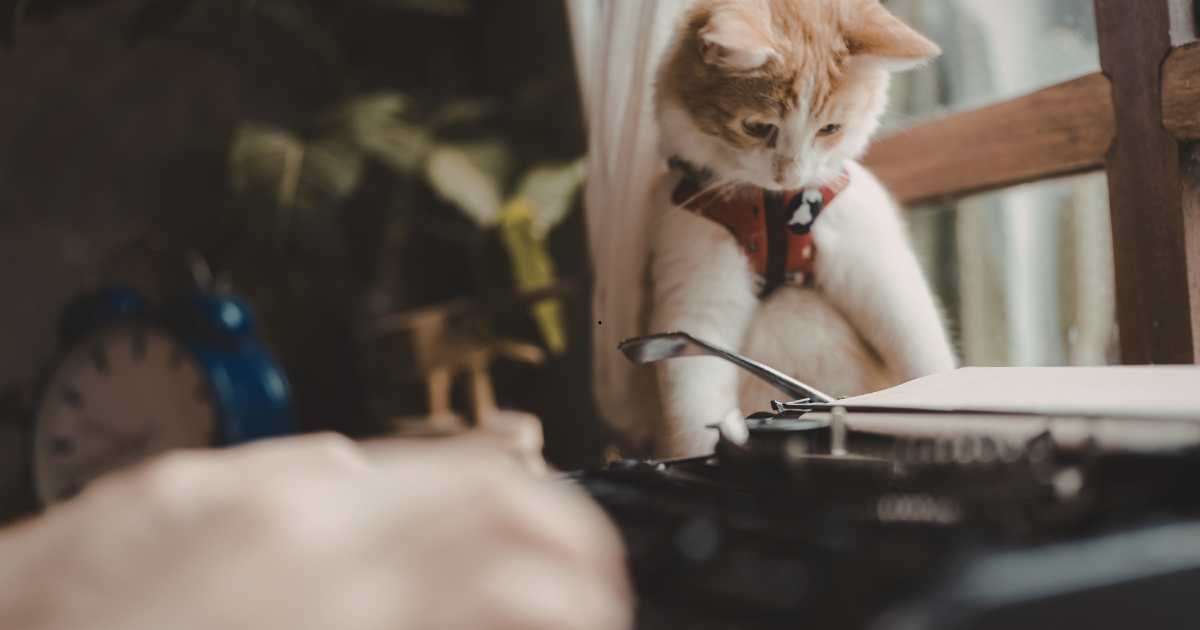 Peitoral para Gato: Como Escolher o Melhor Modelo para Seu Pet